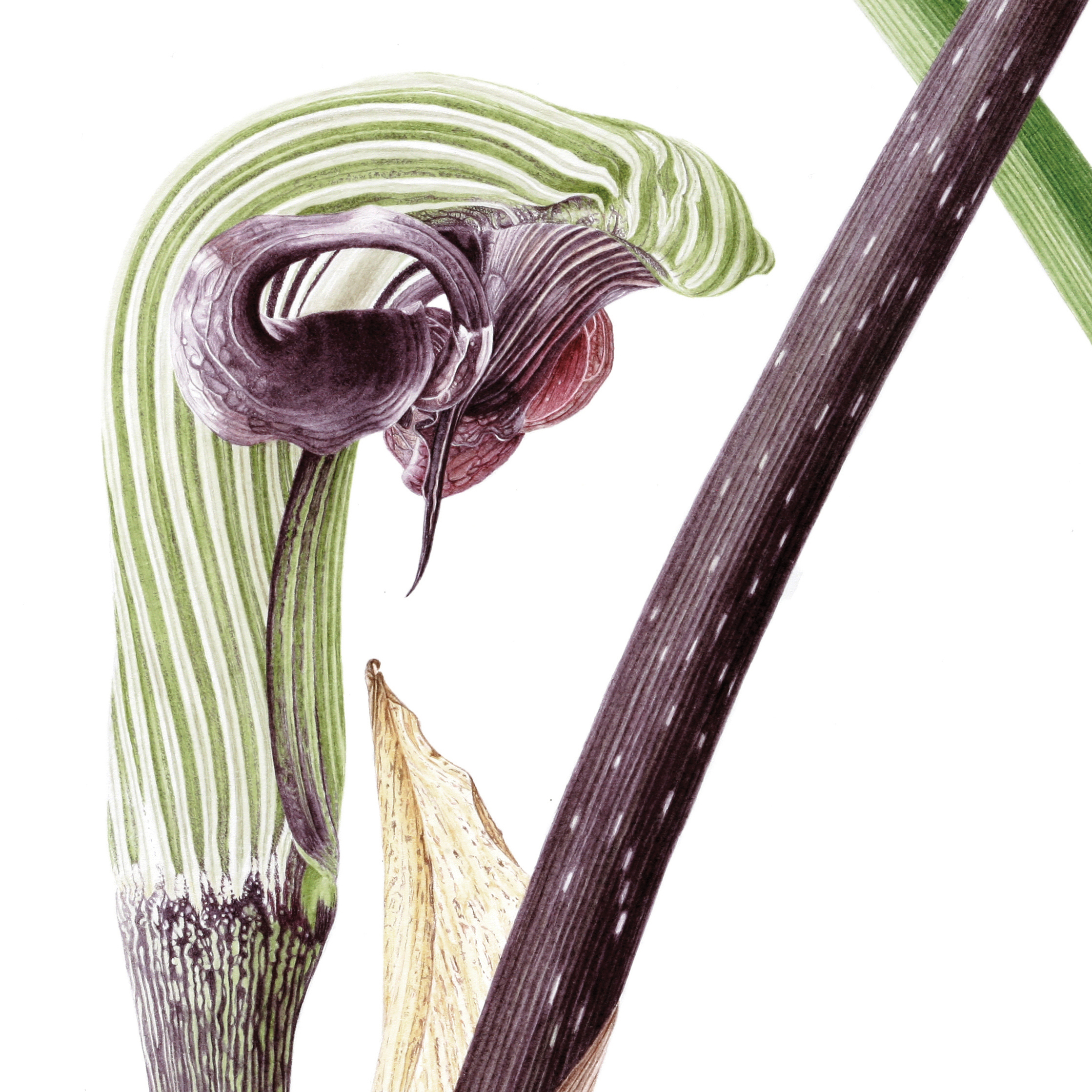 Arisaema ringens - watercolor painting by Marianne Hazlewood being exhibited at the Hunt International Exhibition 2024