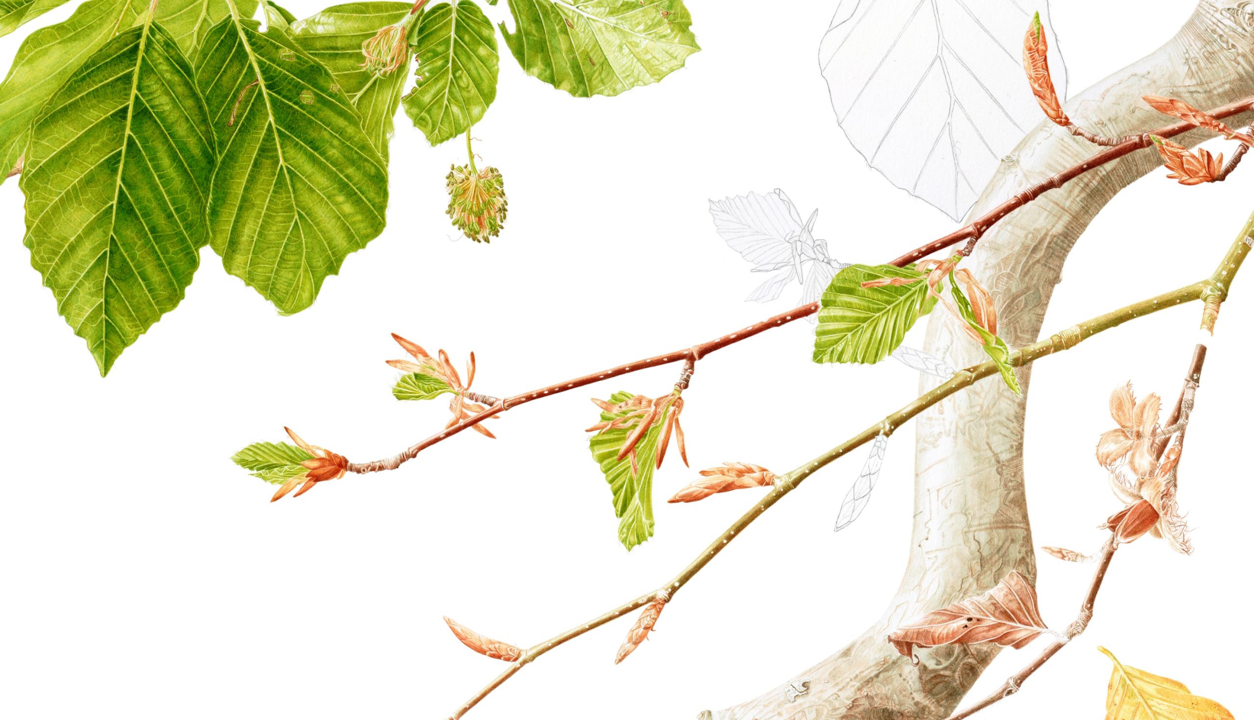 Beech life cycle water colour painting on Fabriano 5 by Marianne Hazlewood