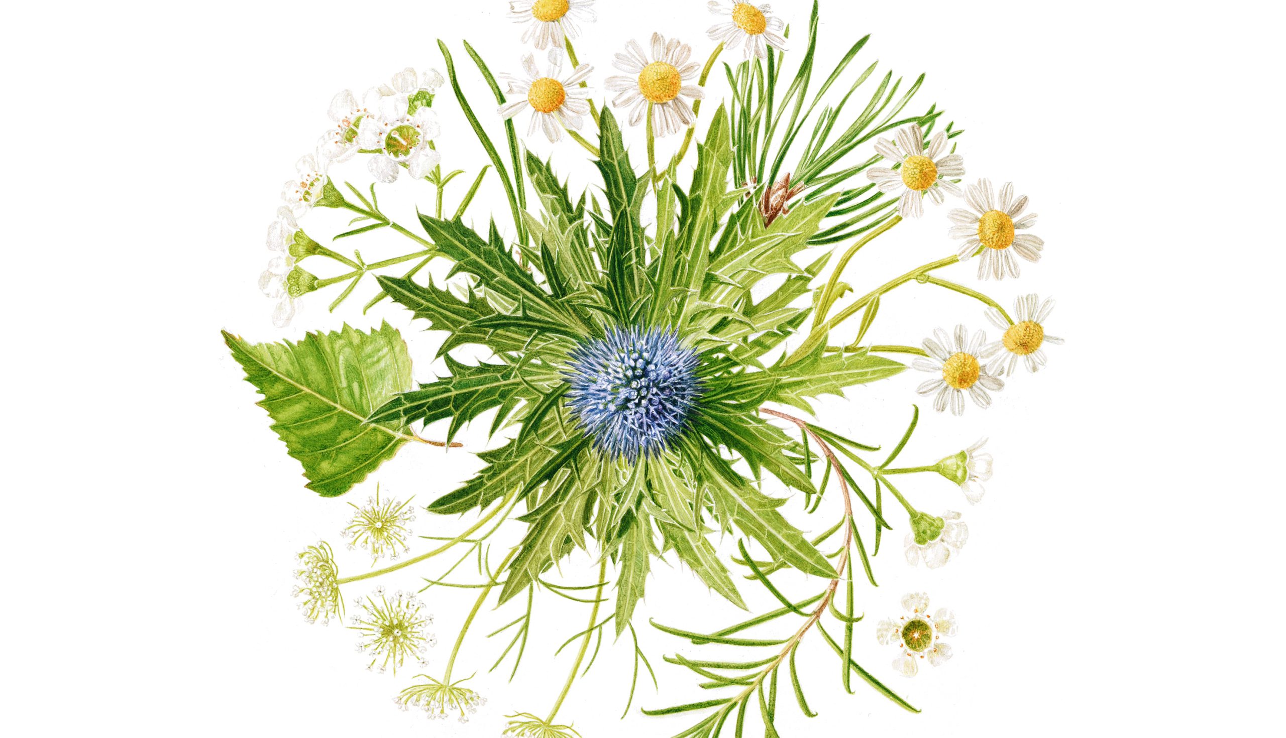 Bouquet - a watercolour painting, a commission based on a bridal bouquet, featuring daisies, wax flower, eryngium, pine, birch and ami by Marianne Hazlewood