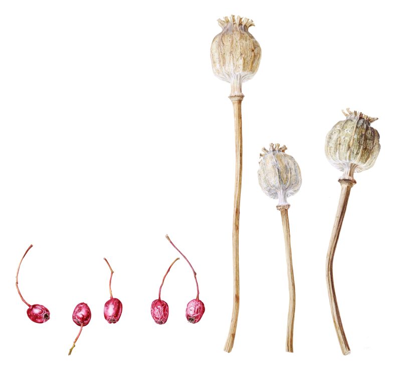 Hawthorne berries and Poppy seedheads, watercolour painting by Marianne Hazlewood