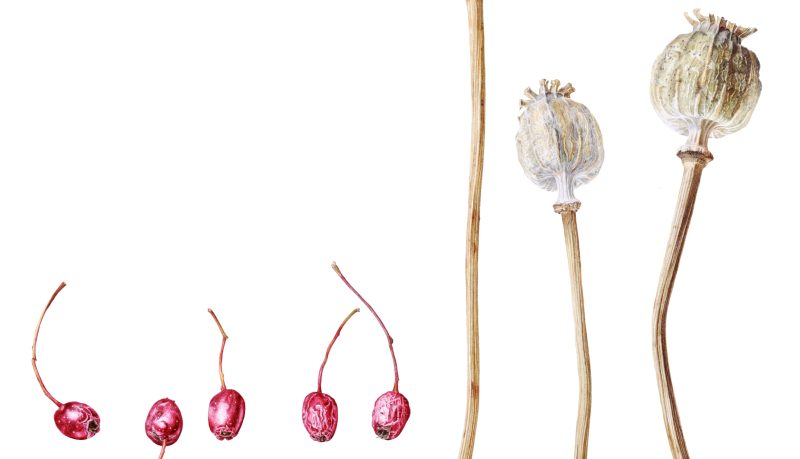 Hawthorne berries and Poppy seedheads, watercolour painting by Marianne Hazlewood