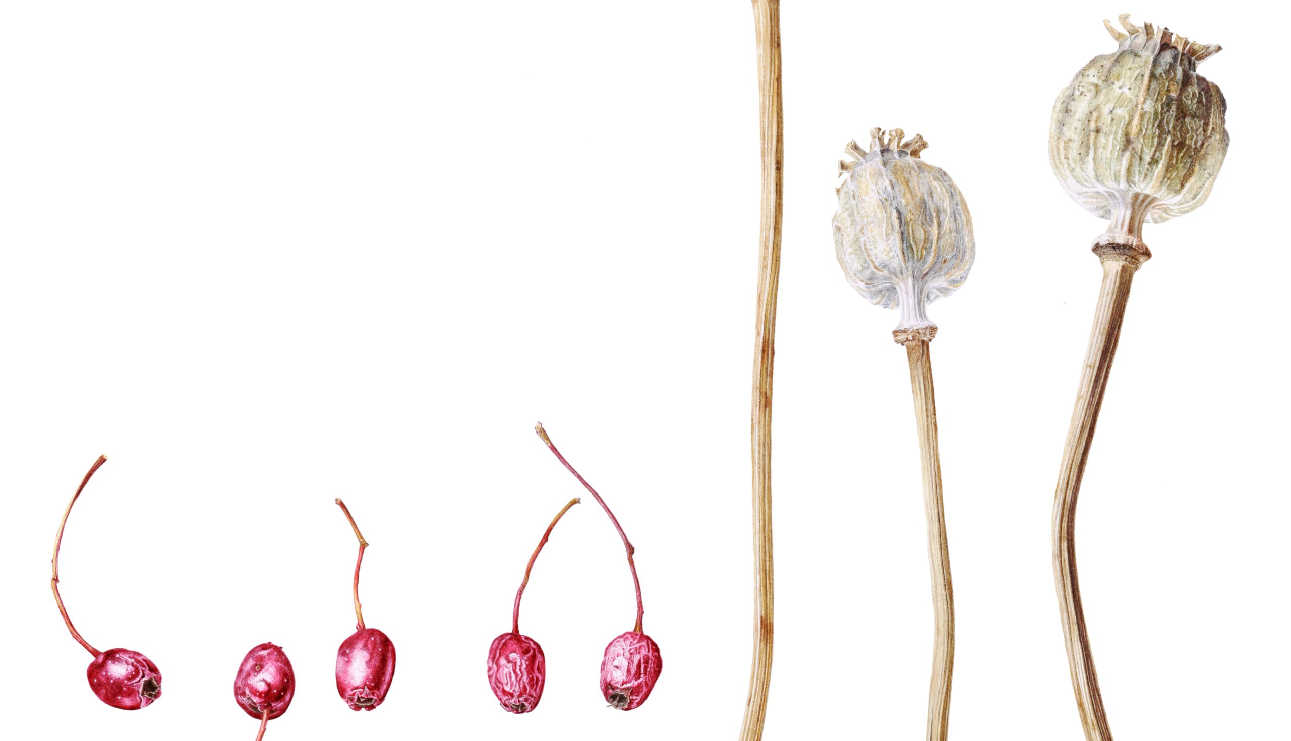 Hawthorne berries and Poppy seedheads, watercolour painting by Marianne Hazlewood