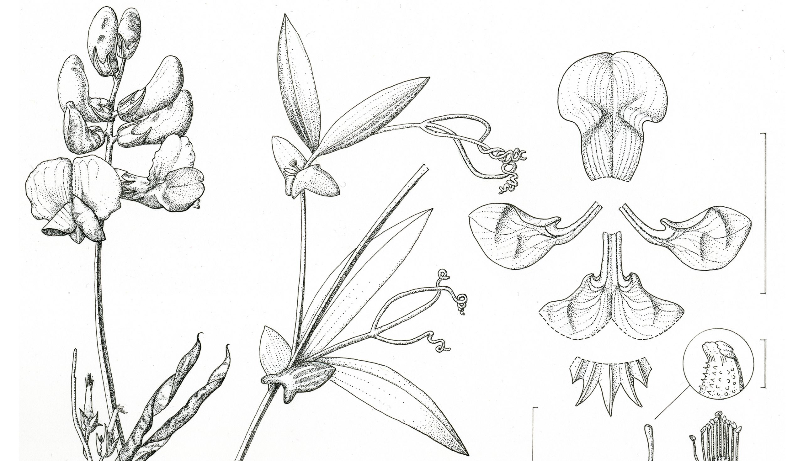 Lathyrus magellanicus pen and ink scientific illustration by Marianne Hazlewood