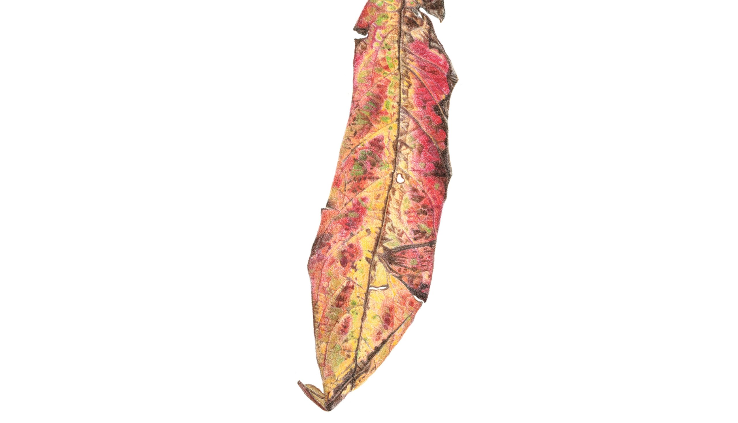 Small Things - leaf - unidentified - polychomos pencils on Fabriano 5 by Marianne Hazlewood
