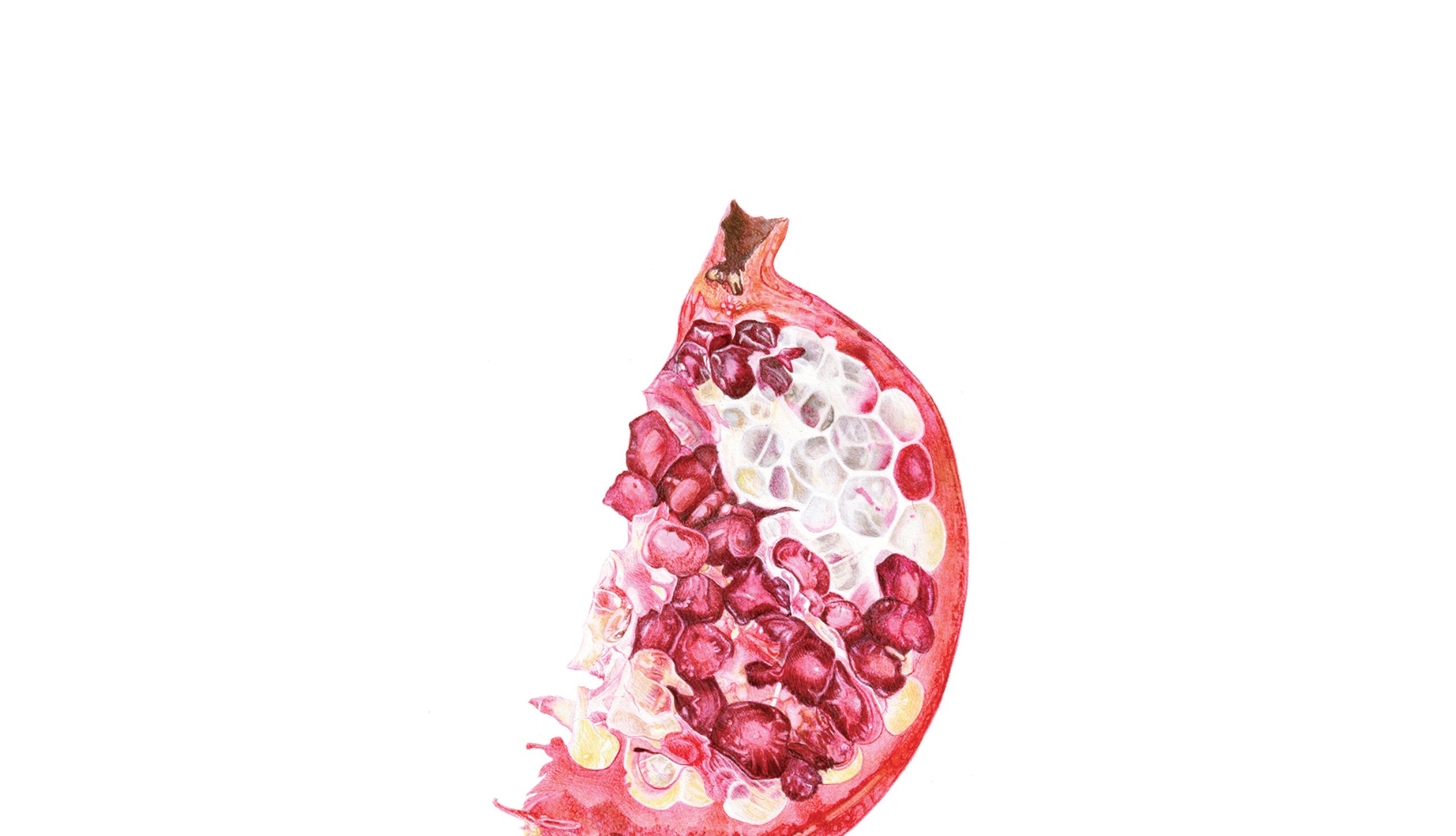 Small Things - Pomegranate Slice - watercolour on Fabriano 5 by Marianne Hazlewood
