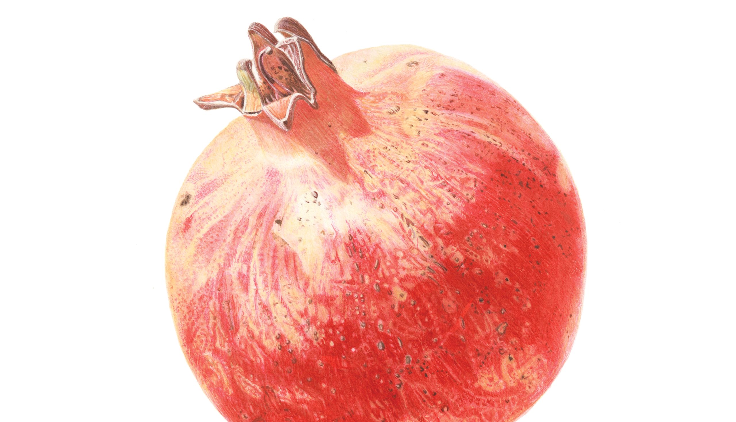 Small Things - Pomegranate - watercolour on Fabriano 5 by Marianne Hazlewood