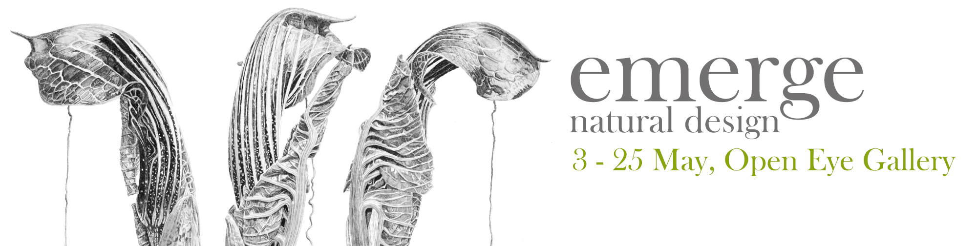 emerge : natural design  at the Open Eye Gallery 3 - 25 May - An exhibition of contemporary botanical illustration in pen and ink