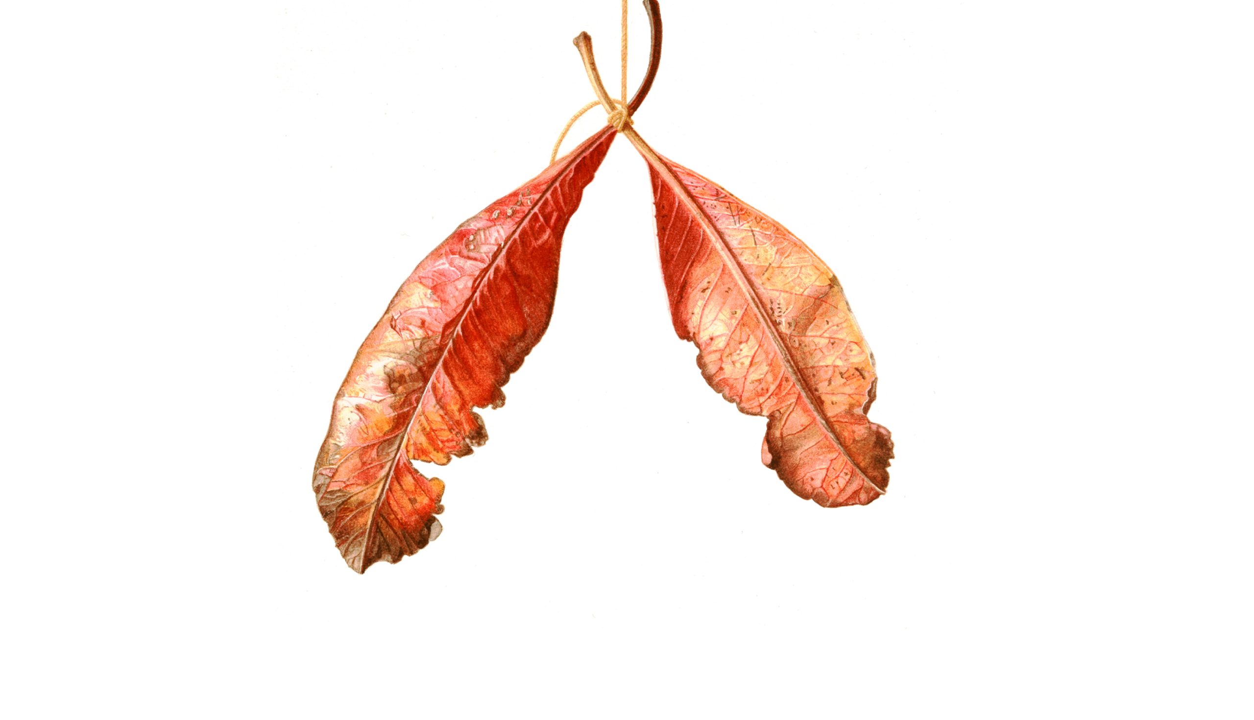 Wishbone leaf II, watercolour on Hahnemuler by Marianne Hazlewood