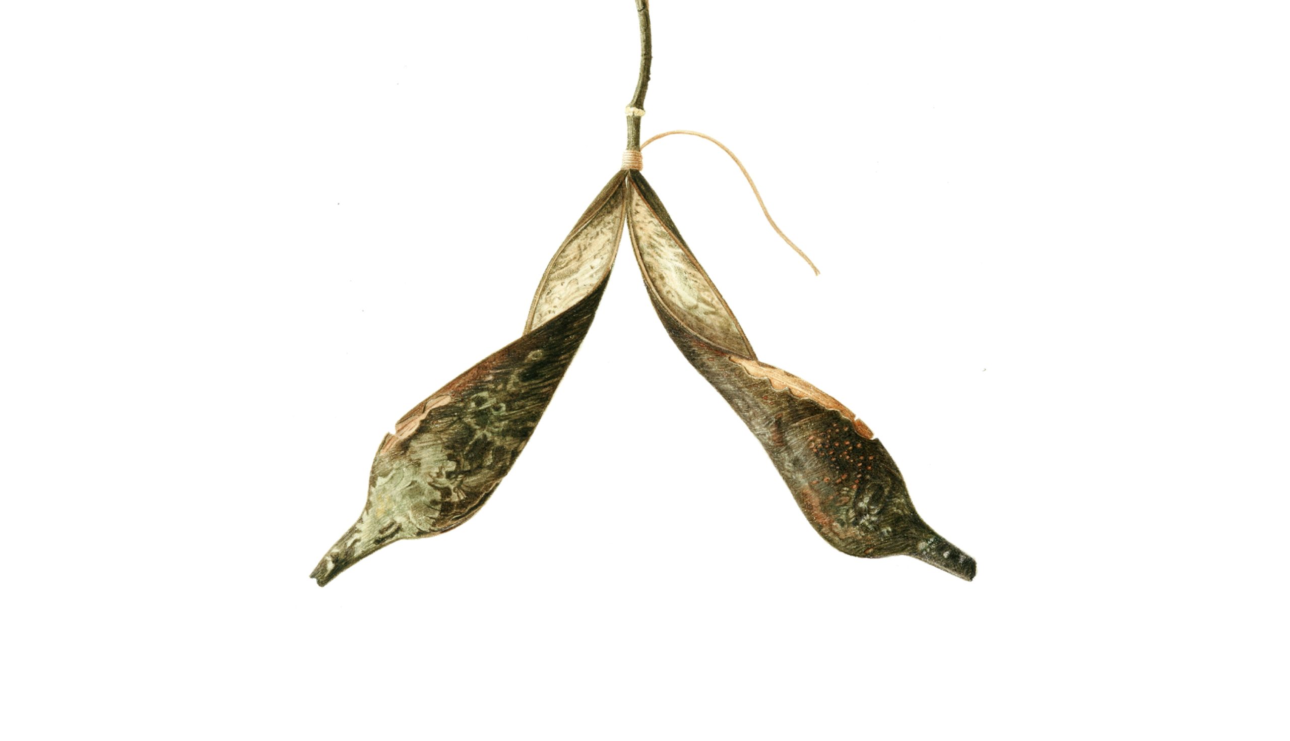 Wishbone seed pod II, watercolour on Fluid 100 by Marianne Hazlewood