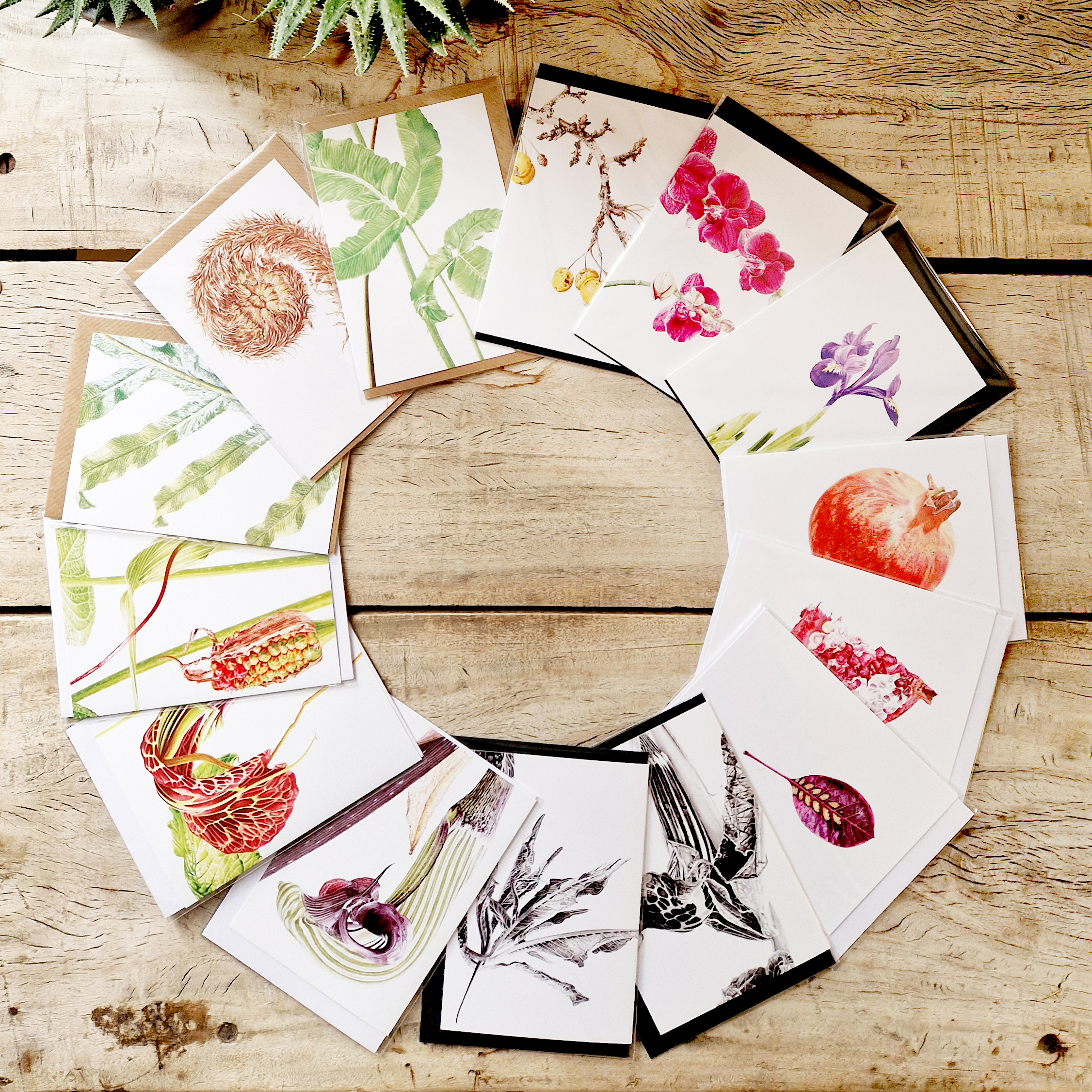 Greetings cards featuring botanical art by Marianne Hazlewood