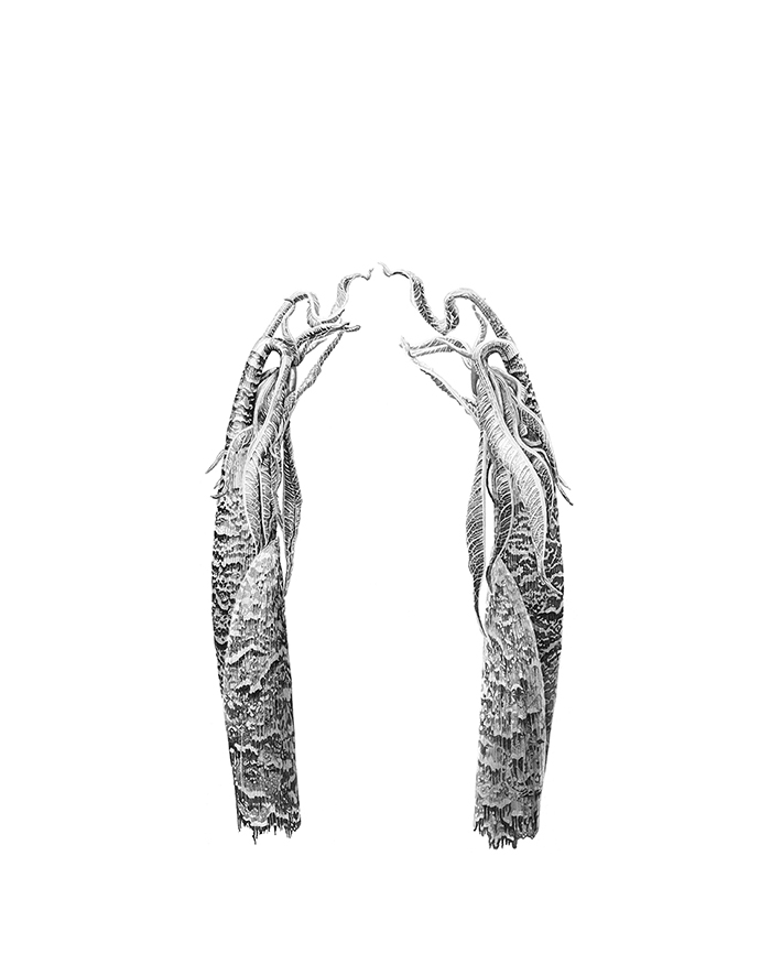 Arisaema tortuosum 'Reflection II' Japanese Ink Paste on Lambeth Cartridge by Marianne Hazlewood