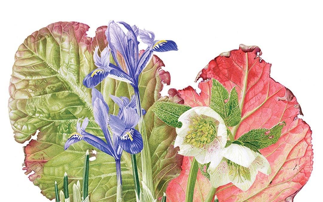 Berginia, Hellebore and Iris waterclour by Marianne Hazlewood