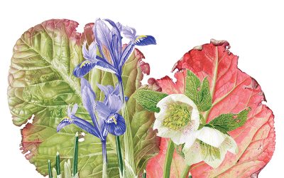 Botanical Art Workshop at the V&A Dundee
