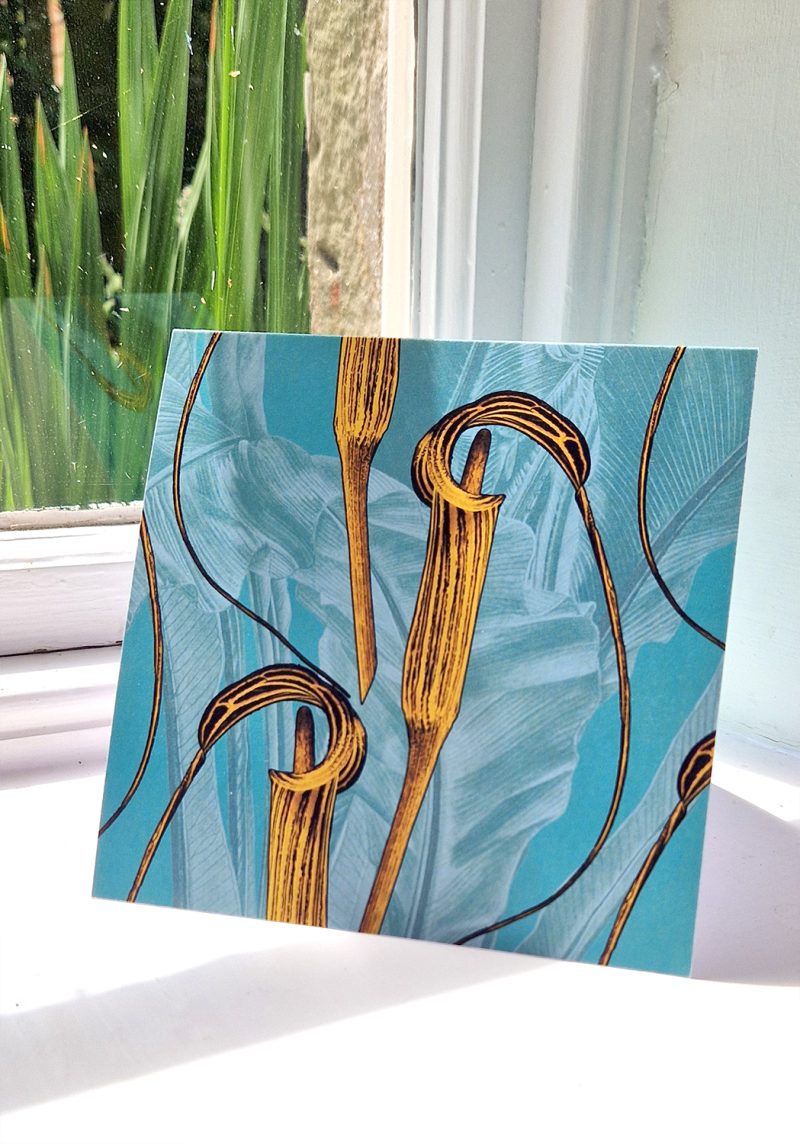 Regency Yellow Arisaema cilliatum square greetings card