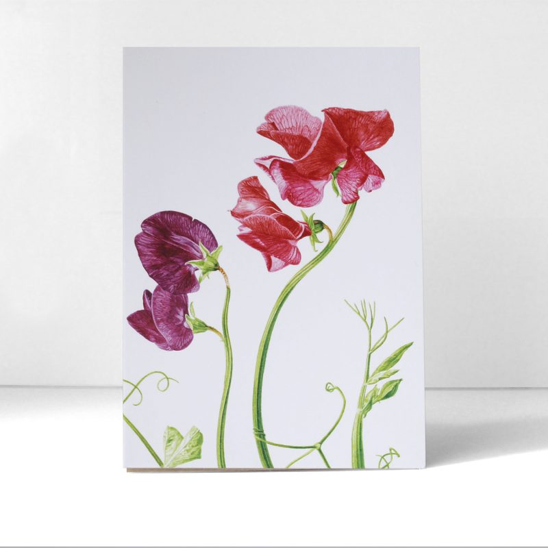 Sweet pea for Anna's mum - greeting card A6