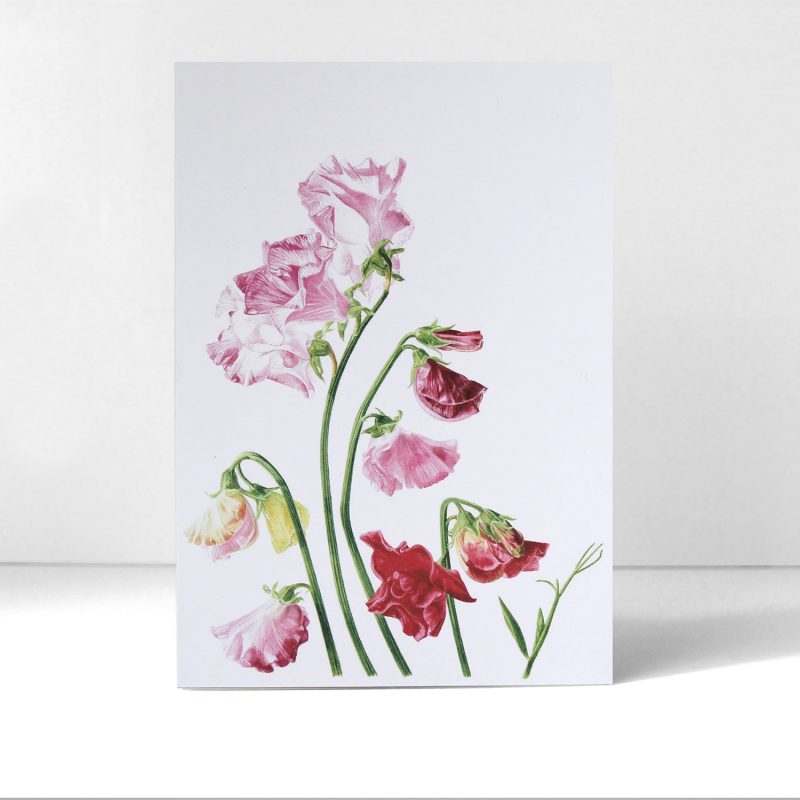 Sweet pea for Margaret - greeting card A6