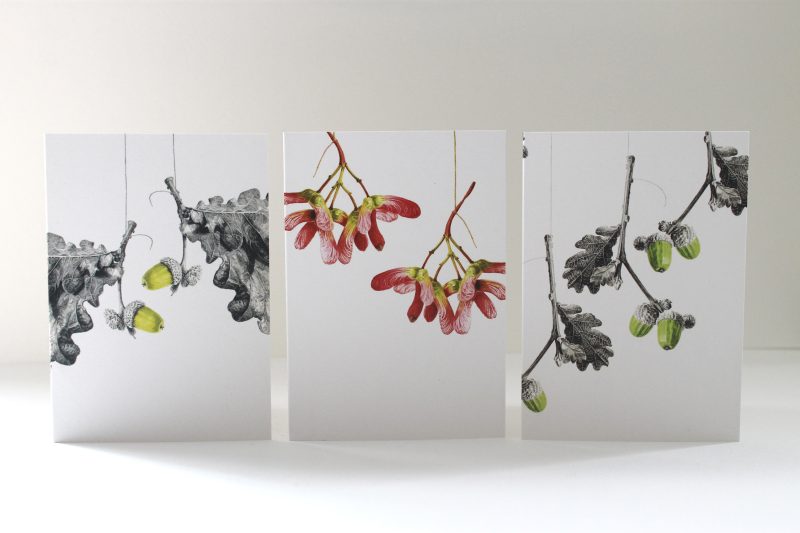 Acer palmatum Osakazuki & Quercus - greetings cards