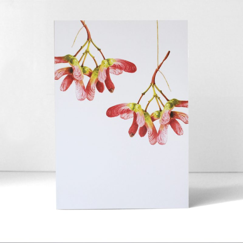 Acer palmatum Osakazuki - greetings card