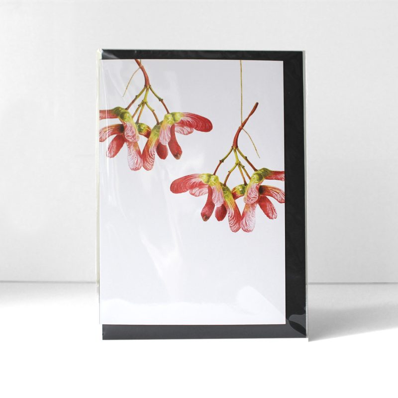 Acer palmatum Osakazuki - greetings card