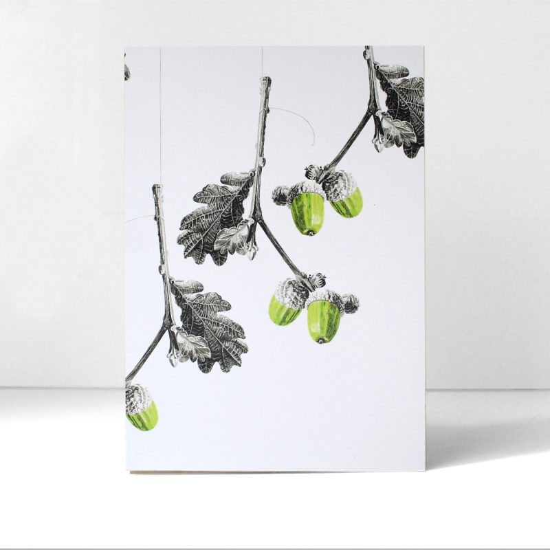 Quercus, acorns I - greetings card