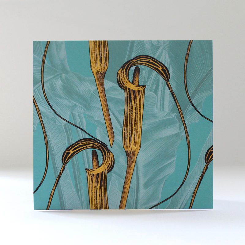 Regency Yellow Arisaema cilliatum square greetings card