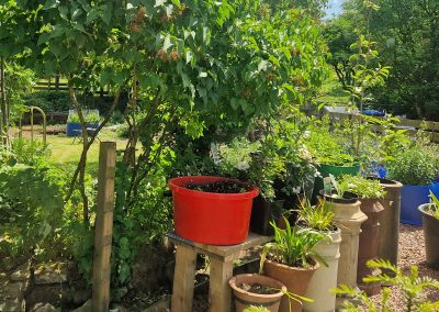 Gardening at a rabbit proof height