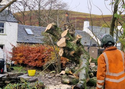 The sycamore coming down - 2023