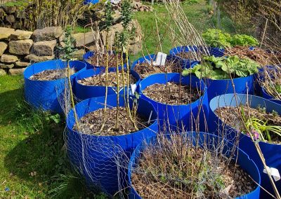 Temporary rabbit proof planting 2023