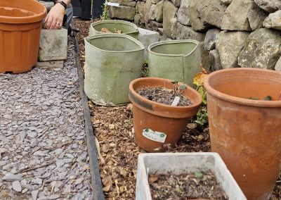 Planting out Arisaema -2025