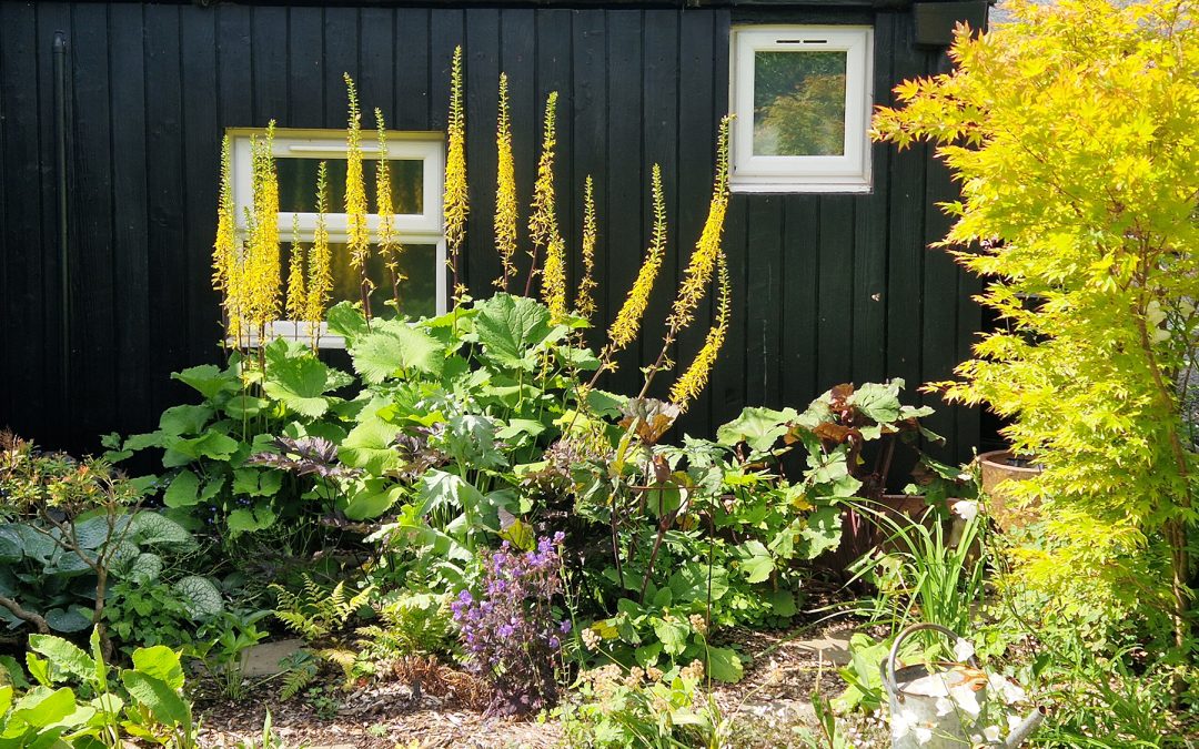 Ligularia 'The Rocket' - 2025