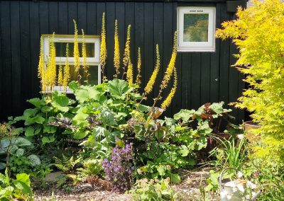 Ligularia 'The Rocket' - 2025