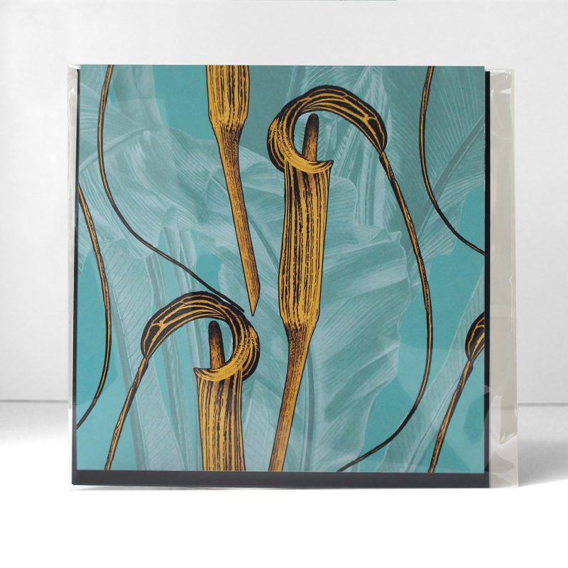 Regency Yellow Arisaema cilliatum square greetings card