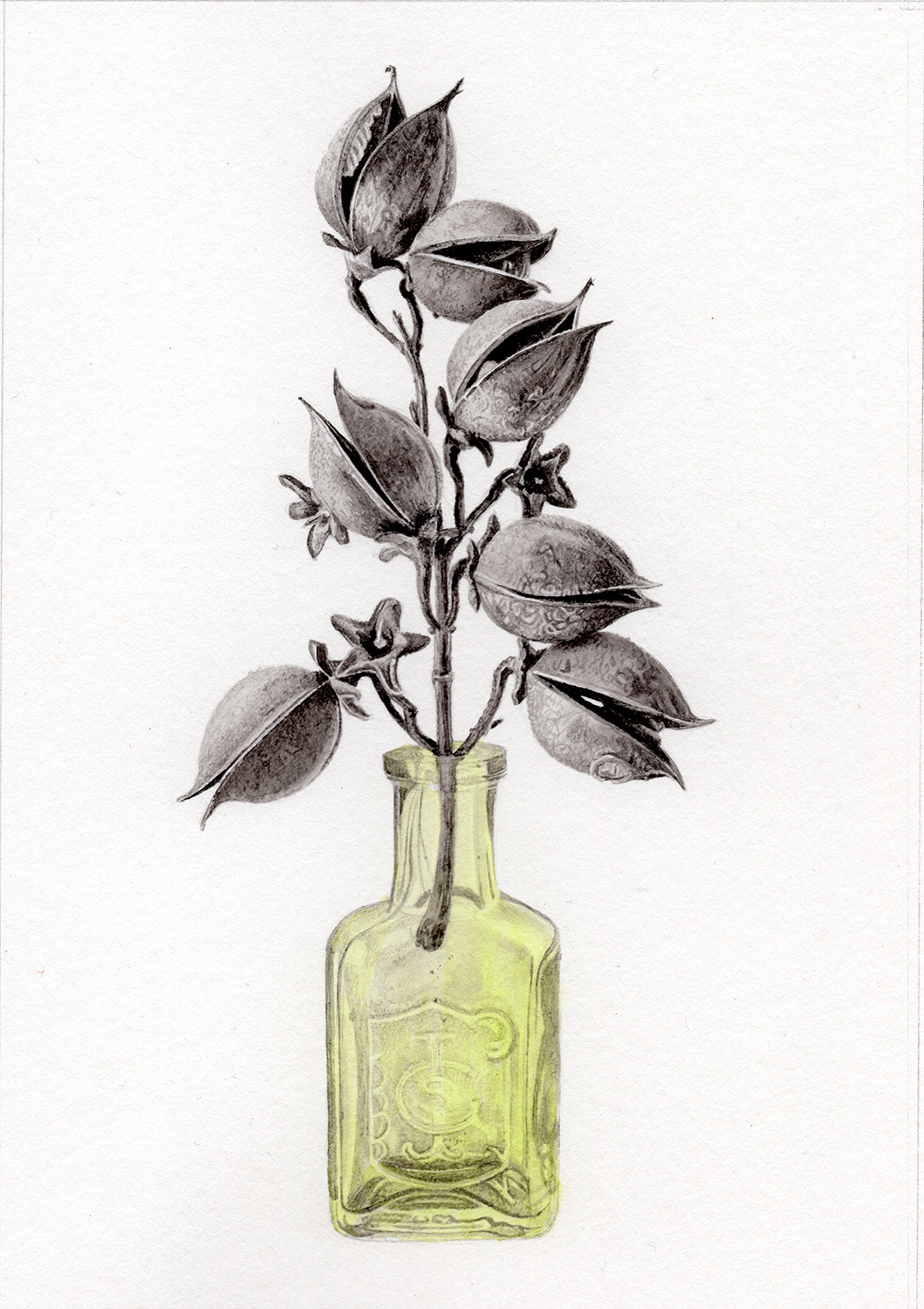 Paulonia tomentosa, foxglove tree seeds in a bottle dug up from the garden. Illustration by Marianne Hazlewood Paulonia tomentosa, foxglove tree seeds in a bottle dug up from the garden. Illustration by Marianne Hazlewood