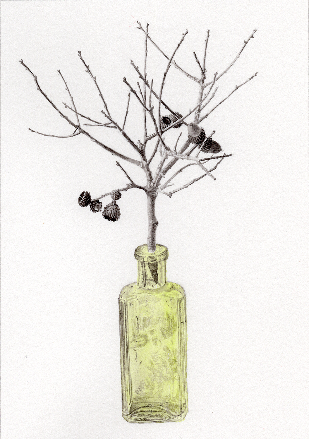 Querqus lusitanica, miniature oak in a bottle dug up from the garden. Illustration by Marianne Hazlewood Querqus lusitanica, miniature oak in a bottle dug up from the garden. Illustration by Marianne Hazlewood