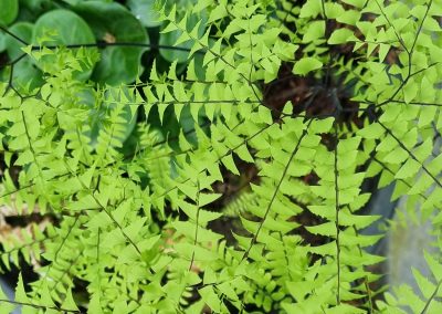 Adiantum pedantum