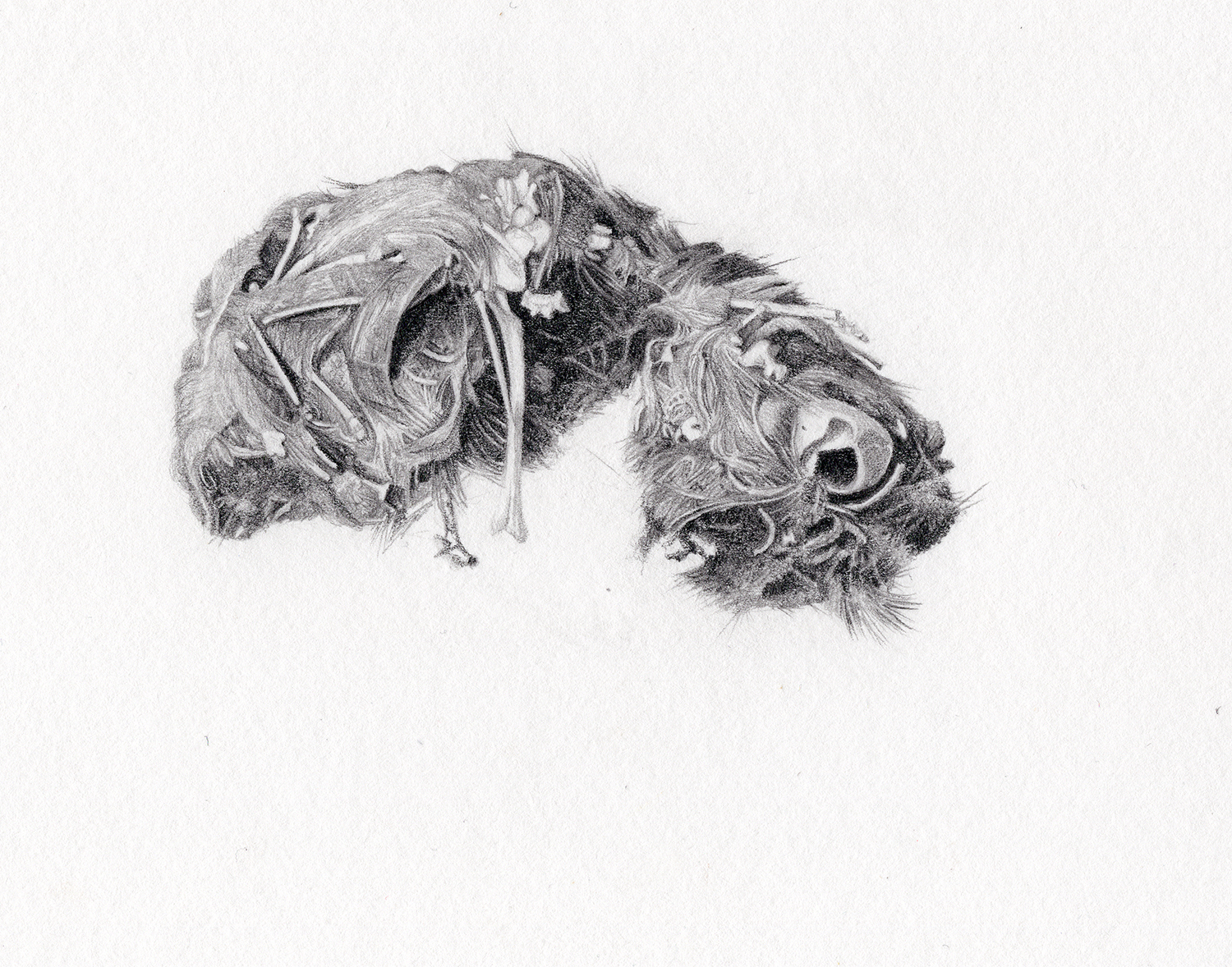felted-grave-2-web Felted grave II - Owl pellet - Graphite on Lambeth Cartridge by Marianne Hazlewood
