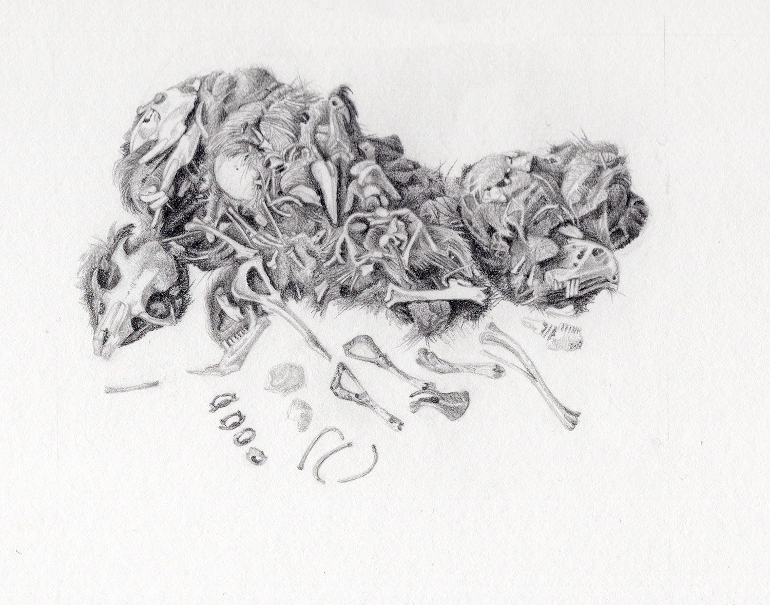 felted-grave-3-web Felted grave III - Owl pellet - Graphite on Lambeth Cartridge by Marianne Hazlewood