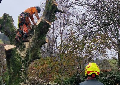The sycamore coming down - 2023