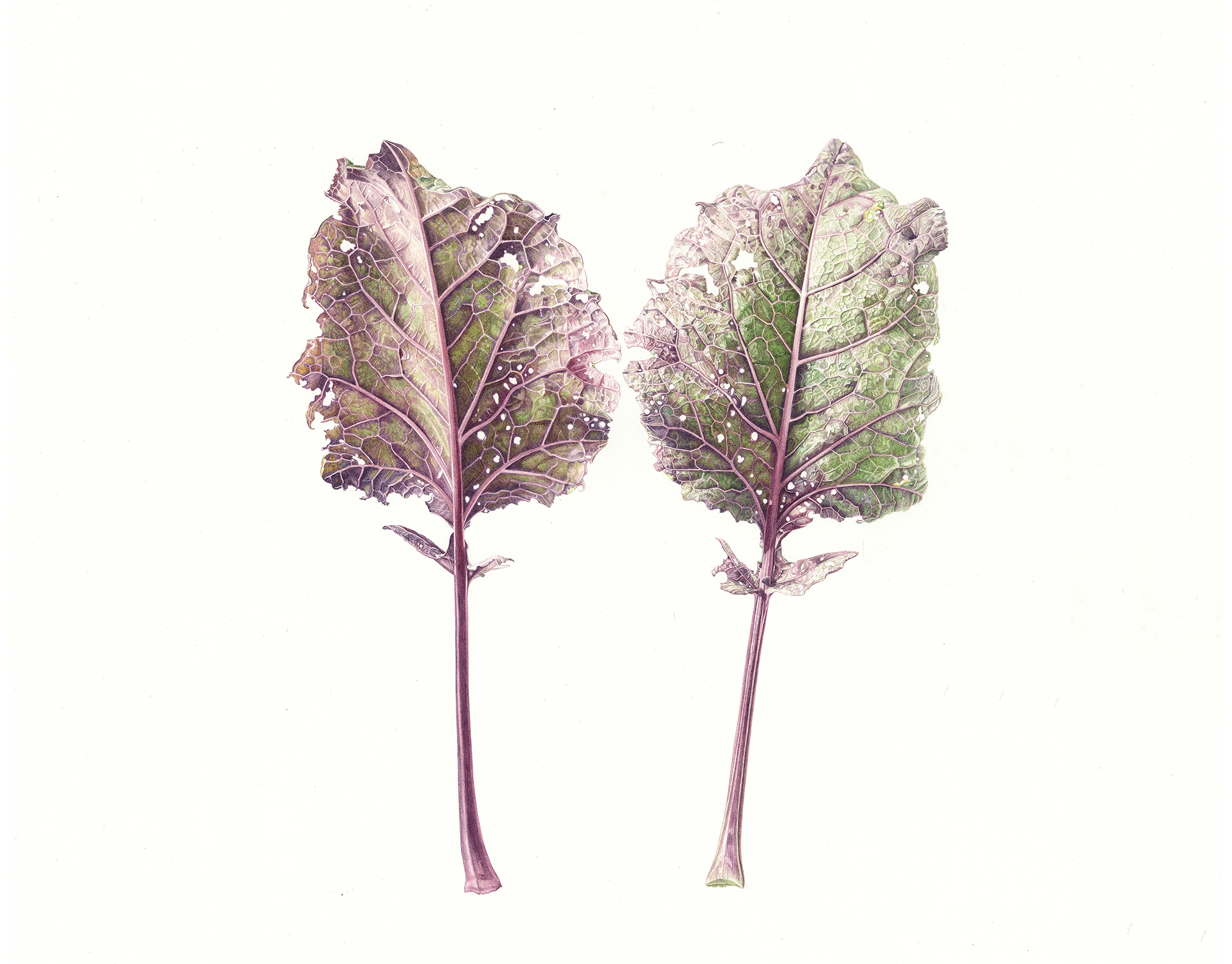 Southerland Kale frown and painted by Marianne Hazlewood for the Botanica Scotia Exhibition, part of the World Wide Day of Botanical Art 2025 Southerland Kale frown and painted by Marianne Hazlewood for the Botanica Scotia Exhibition, part of the World Wide Day of Botanical Art 2025