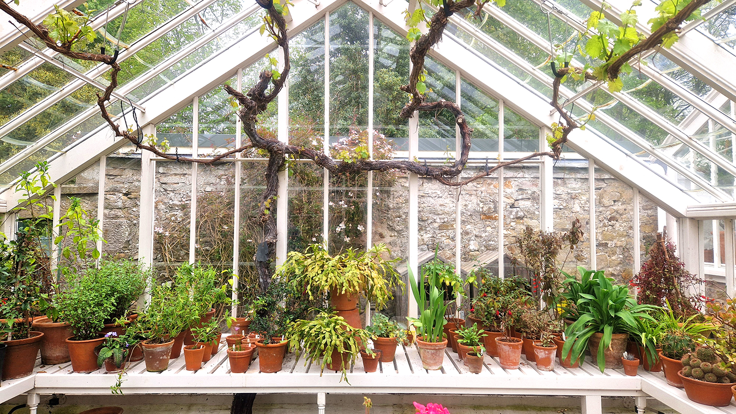 Malleny Gardens Victorian Greenhouse Malleny Gardens Victorian Greenhouse